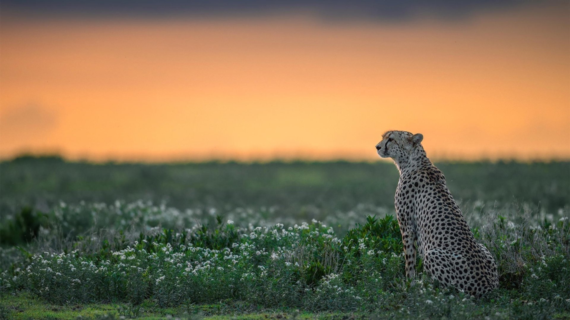 LEYU SPORTS中国官方网站-西甲教练组使用语言建模识别球员临场战术理解偏差趋势