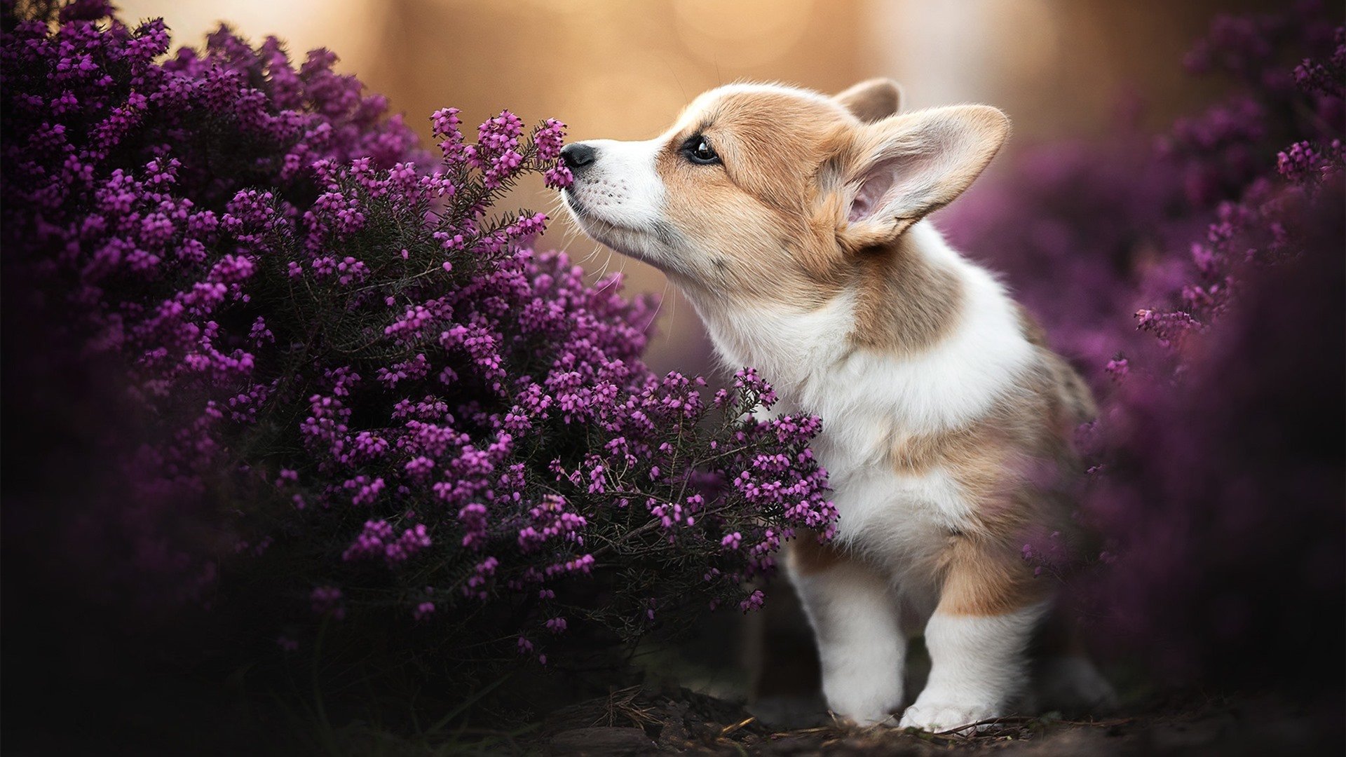 中国男篮核心阵容稳定提升联动效果,中国男篮全体合照