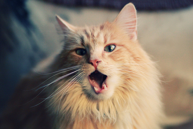 乐鱼电竞在线平台登录入口-中国足球发展规划缺乏远见，中国足球发展的问题及对策