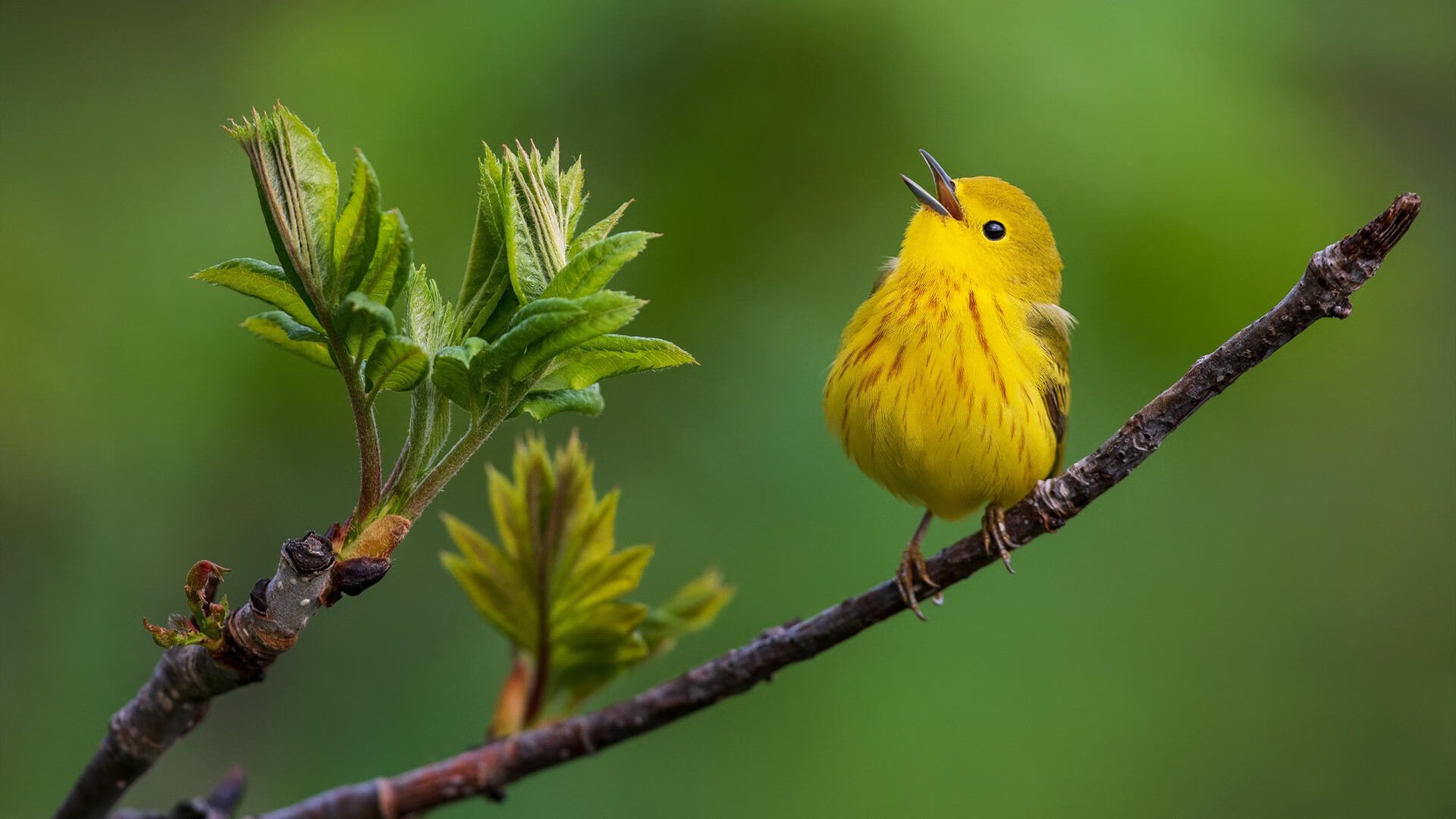 国家队临场应变能力亟待加强,临场应变能力的作用