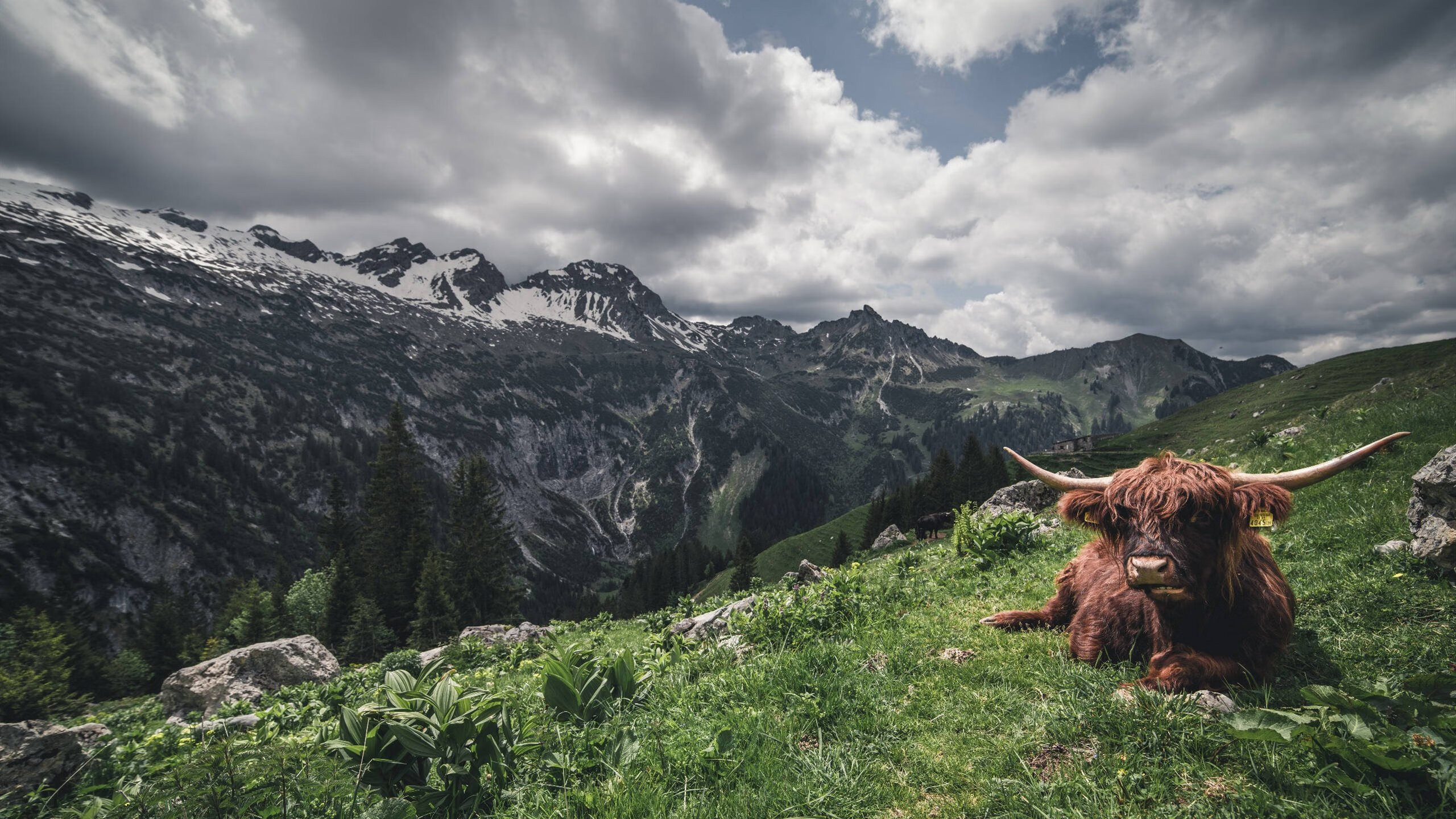 乐鱼体育平台官网-尤文图斯攻守转换更加流畅高效，尤文图斯转出球员