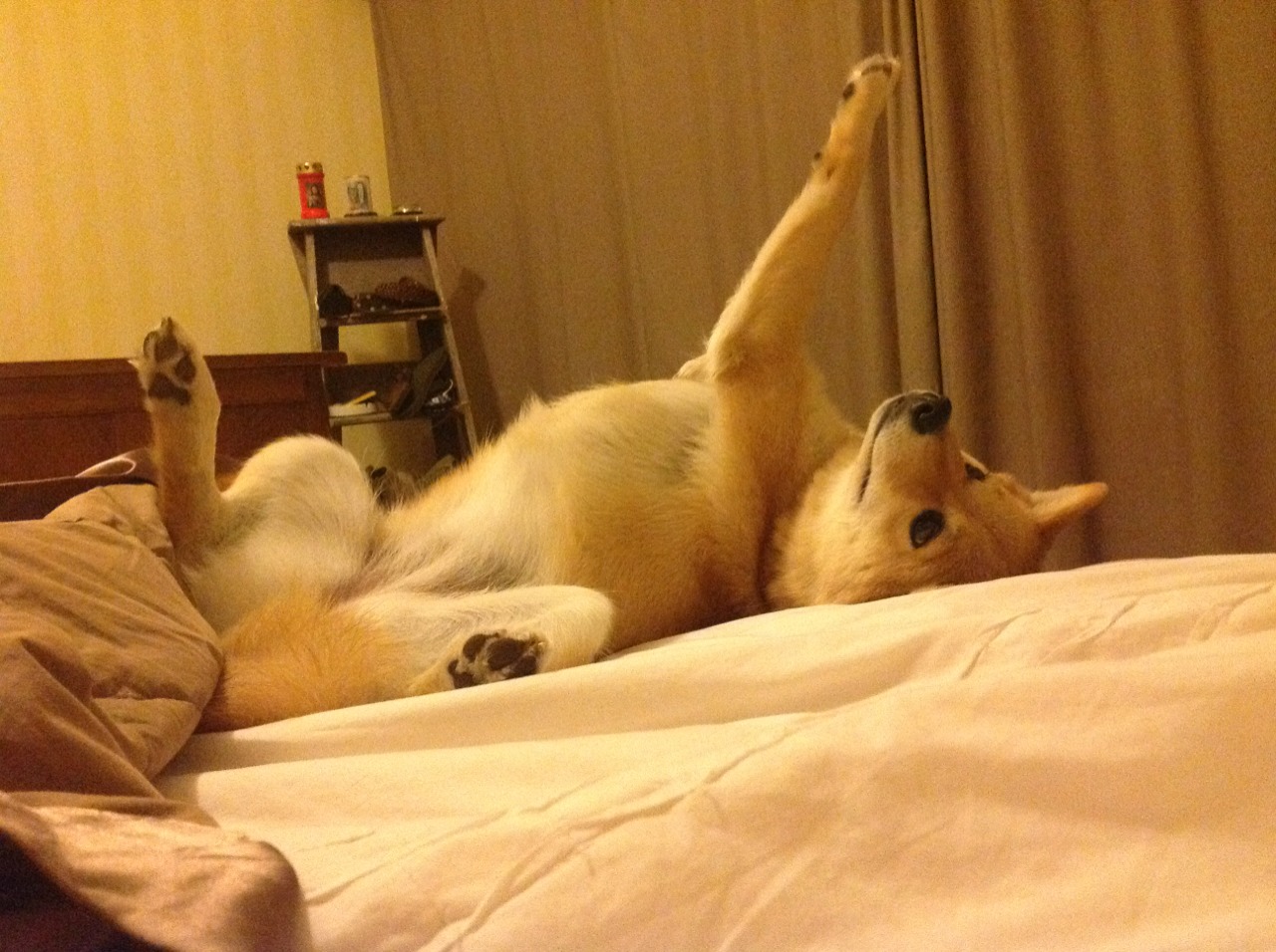 德国队在2024年混合团体世界杯的技战术亮点,德国队连续四届世界杯打进四强