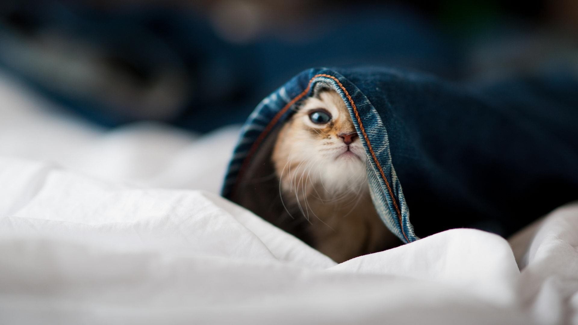 换帅后战术风格变化对球员数据表现的量化差异,nba换帅