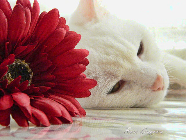 混合双打赛制引爆热潮,观众期待精彩对决,混合双打决赛几局几胜