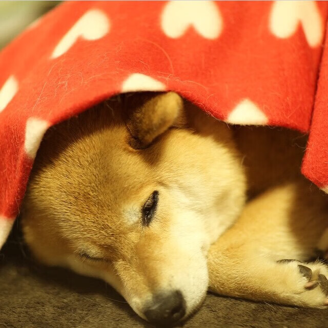 辽宁飞豹借助体能优势在末节完成逆转,辽宁飞豹是什么企业