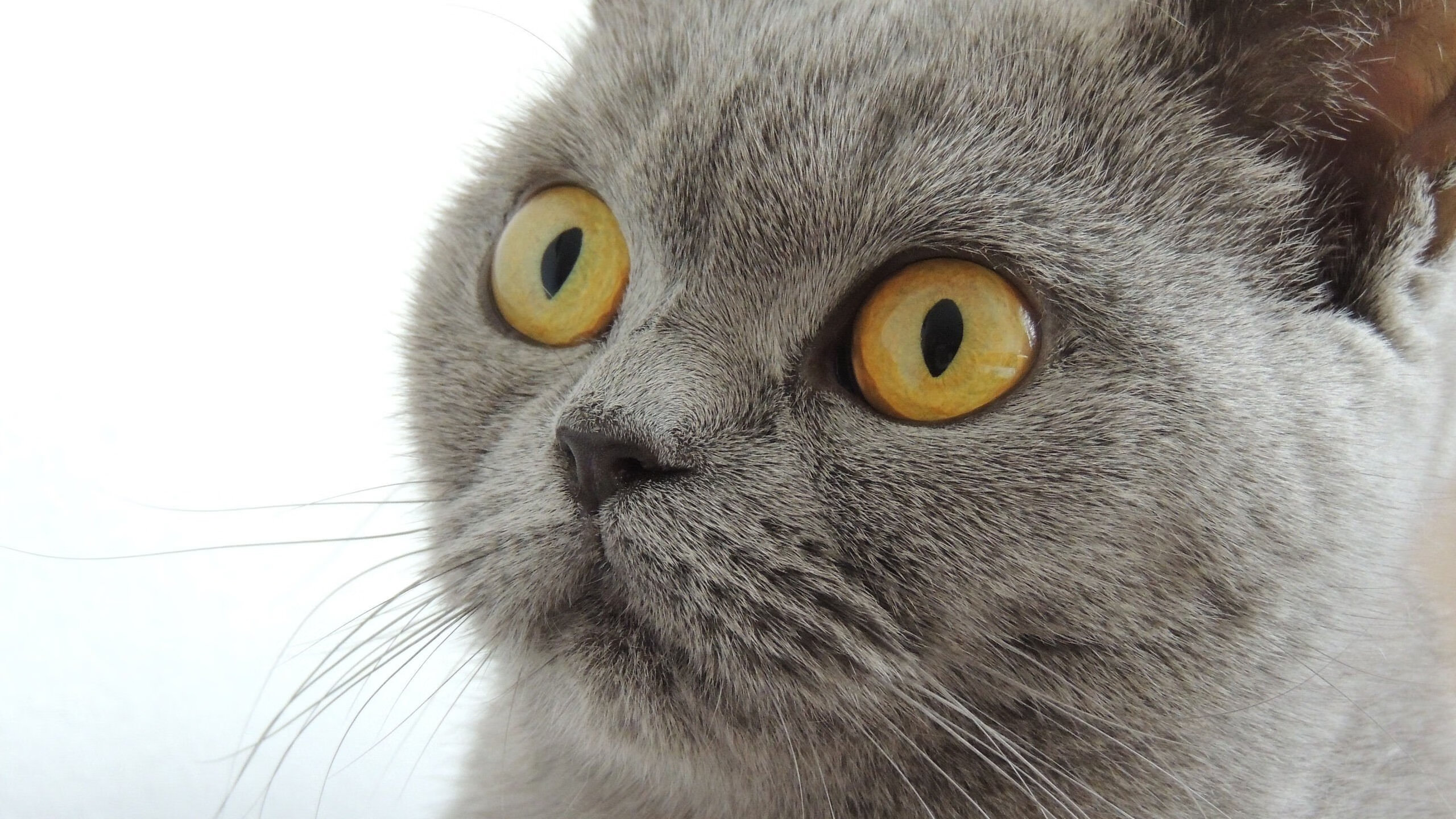 leyu乐鱼-中国女排主攻手连续得分成取胜关键，中国女排主攻手是谁