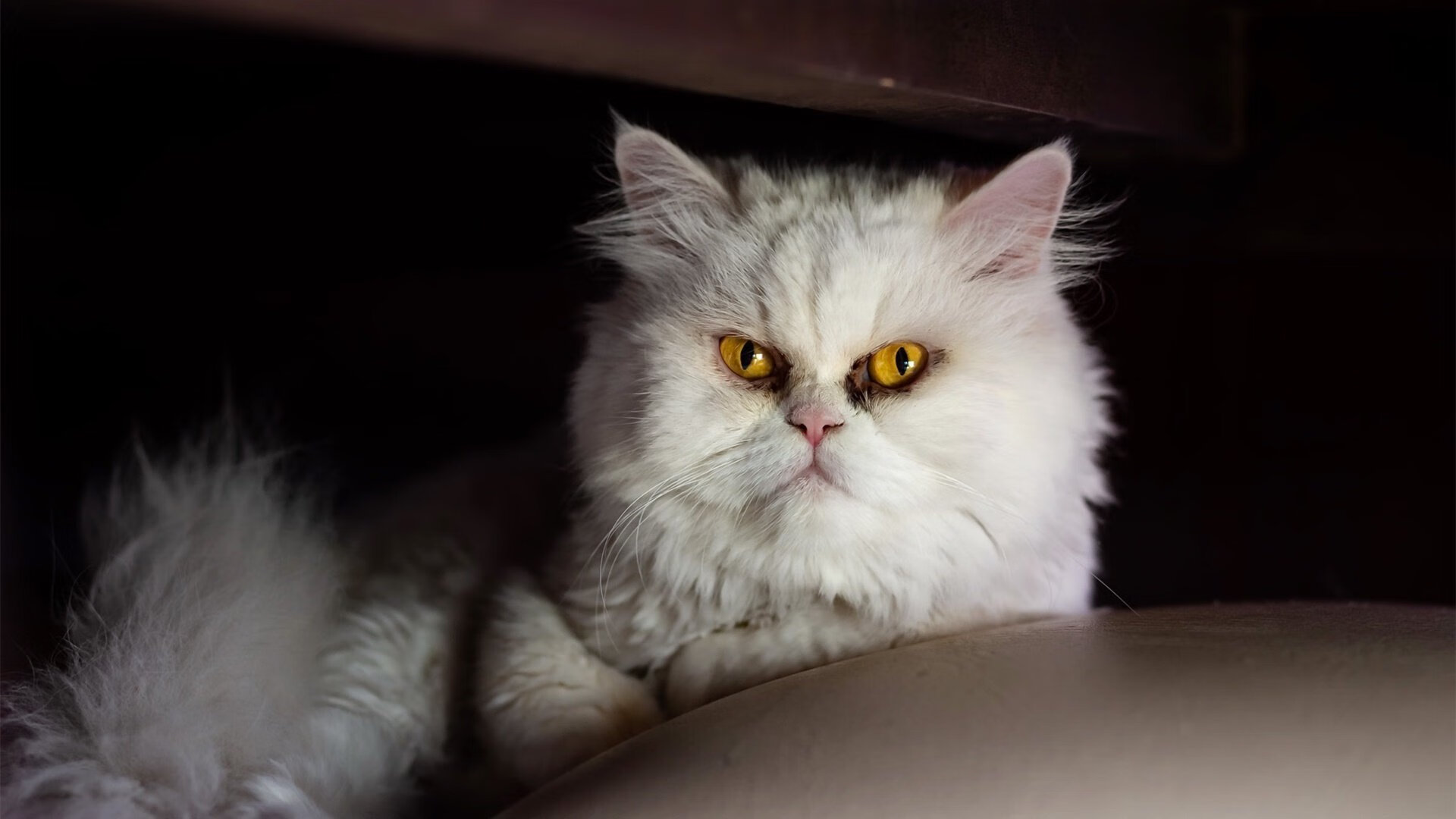 LeyuSports-公牛防守强度升级迫使对手陷入得分荒，公牛的防守