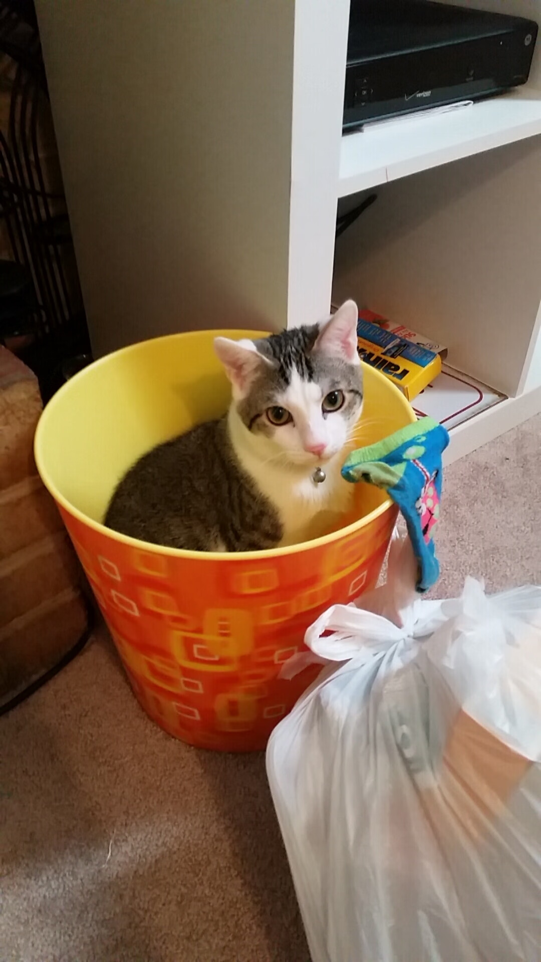 广东女篮挖掘年轻潜力股加速更新换代,广东女篮厉害吗