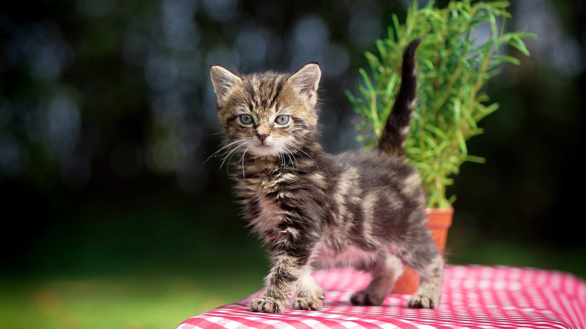 戴维·帕特森凭借出色的全局把控,帮助袋鼠队轻松击败对手,戴维a帕特森