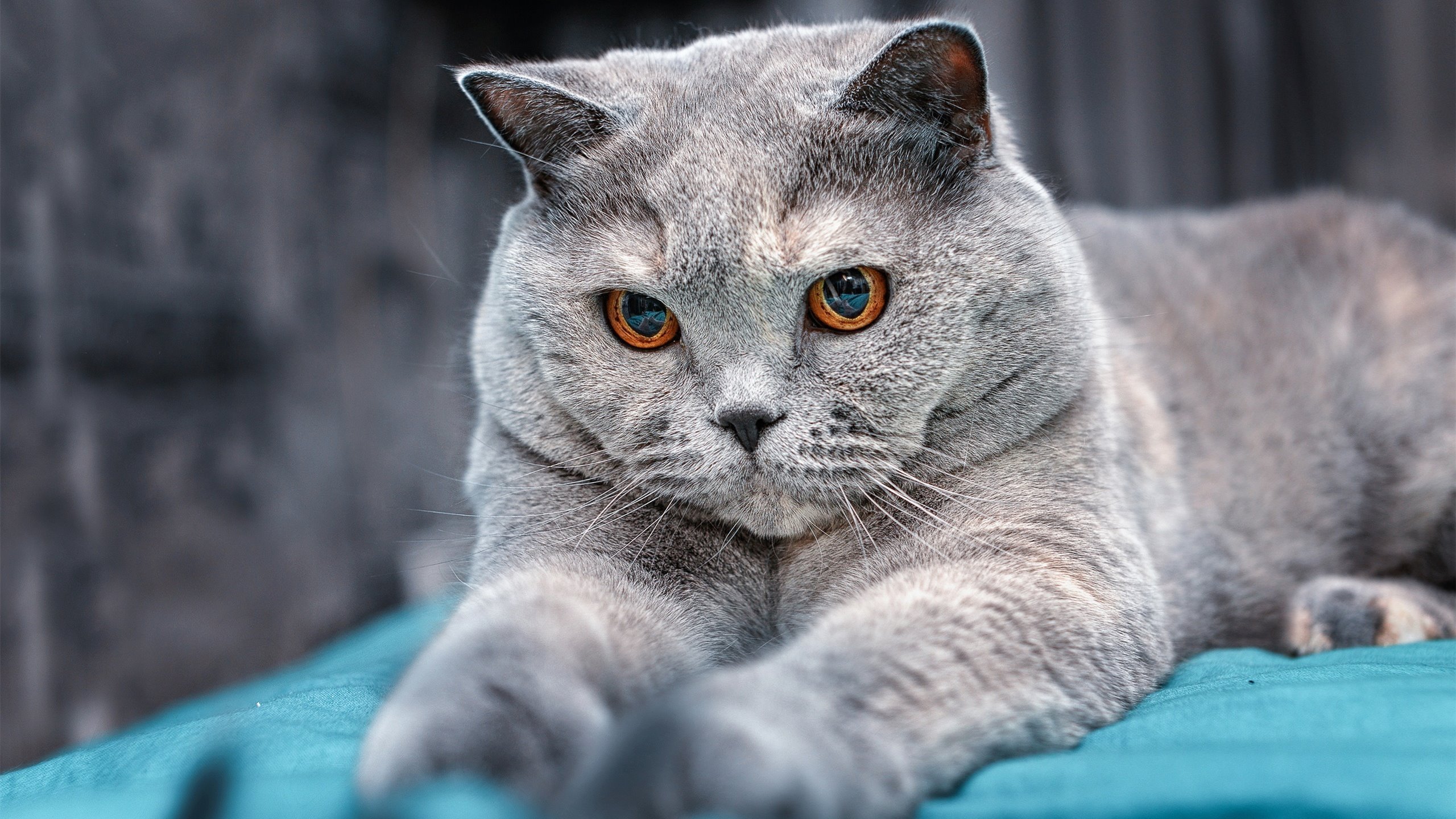 leyu乐鱼体育综合-校园足球探索在线评估平台同步记录技术指标变化，校园足球app方案