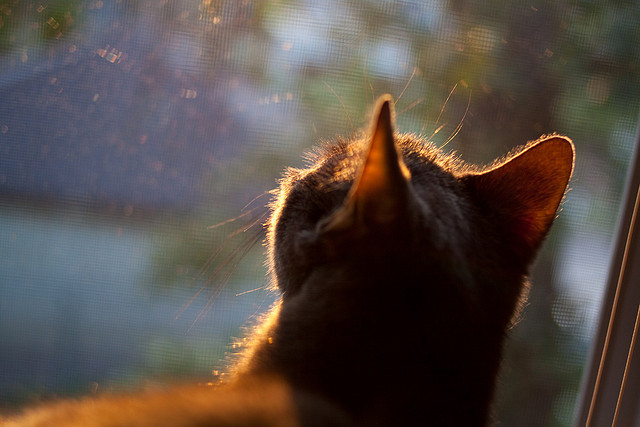 橄榄球冠军锦标赛:南半球四队实力互补,竞争激烈,2020橄榄球