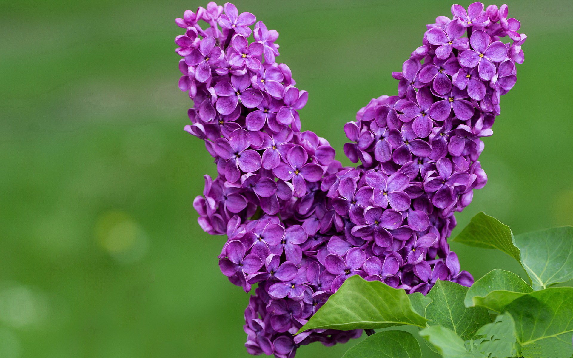 leyu乐鱼-沃尔什蝶泳起跳反应堪称神速，蝶泳swolf