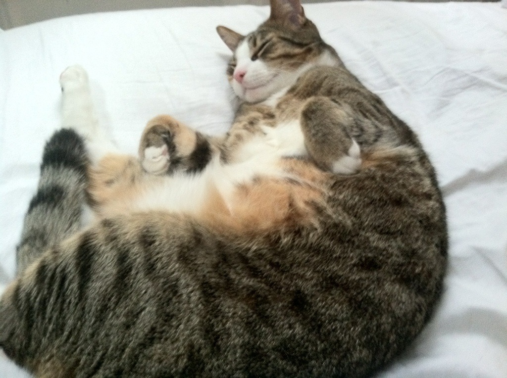 游泳、跳水、水球三项齐头并进，游泳标准跳水出发视频